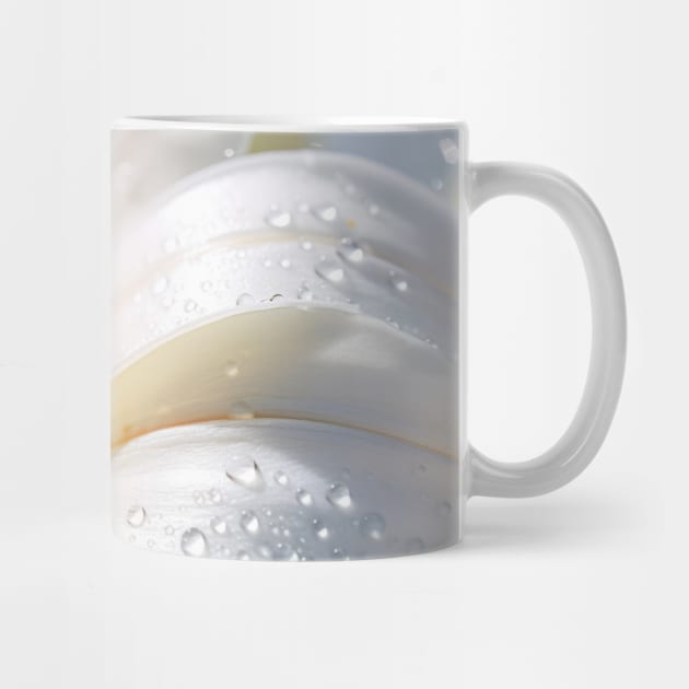 Lilium Flower Petal Nature Serene Calm by Cubebox